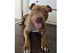 Adopt Celia Mae a American Pit Bull Terrier / Mixed dog in San Diego