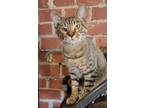 Adopt Sammy a Brown Tabby Domestic Shorthair / Mixed (short coat) cat in Locust