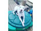 Adopt Layla a White Pit Bull Terrier / Mixed dog in Binghamton, NY (37610020)