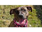 Adopt Dot a Plott Hound / Mixed dog in Tampa, FL (35649263)