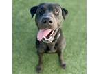 Adopt Hank a Black Labrador Retriever / Mixed dog in Long Beach, CA (37811005)