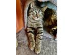 Adopt Frankie a Gray, Blue or Silver Tabby Domestic Shorthair / Mixed (short