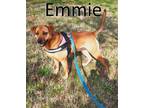 Adopt Emmie a Red/Golden/Orange/Chestnut - with Black Mountain Cur / Mixed dog