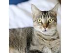 Adopt Shimmer Sunshine a Brown or Chocolate Domestic Shorthair / Mixed cat in