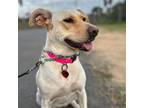 Adopt Posey a Terrier (Unknown Type, Medium) / Labrador Retriever / Mixed dog in