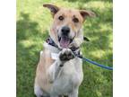 Adopt Jimmie a Tan/Yellow/Fawn Labrador Retriever / Mixed dog in San Diego