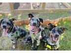 Adopt Clarabelle a Catahoula Leopard Dog, Australian Cattle Dog / Blue Heeler