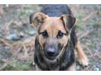 Adopt Hershey a Shepherd