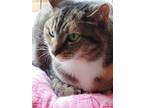Adopt Petunia a Calico or Dilute Calico Calico / Mixed (short coat) cat in South