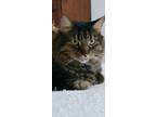 Adopt Charlie a Domestic Mediumhair / Mixed (medium coat) cat in St.
