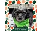 Adopt Blarney a Terrier (Unknown Type, Medium) / Shih Tzu / Mixed dog in