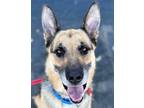Adopt Jack - Foster or Adopt Me! a German Shepherd Dog / Mixed dog in Lake