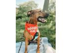 Adopt Indigo (21-178 D) a Brown/Chocolate - with White Mixed Breed (Medium) dog