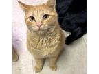 Adopt Tangerine a Orange or Red Domestic Shorthair / Mixed (short coat) cat in