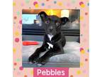 Adopt Pebbles a Mixed Breed (Medium) / Mixed dog in Littleton, CO (37608923)