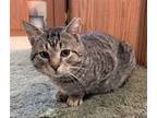 Adopt Chuck a Brown Tabby Domestic Shorthair / Mixed (short coat) cat in
