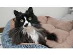 Adopt Lucy a Black & White or Tuxedo Domestic Longhair / Mixed (long coat) cat
