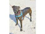 Adopt Honey a Brindle American Pit Bull Terrier / Mixed dog in Walton County