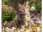 Adopt GINGERSNAP GIRL a Domestic Shorthair / Mixed (short coat) cat in
