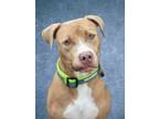 Adopt Alexander a Tan/Yellow/Fawn Pit Bull Terrier / Mixed dog in Houston