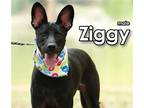 Adopt Ziggy from Taiwan a Black Bernese Mountain Dog / Mixed dog in Seattle