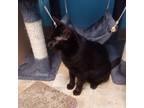 Adopt Kabocha a All Black Domestic Shorthair / Mixed cat in Monroe
