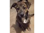 Adopt Neil a Brindle Labrador Retriever / Mixed dog in San Antonio