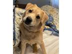 Adopt Keeva a Red/Golden/Orange/Chestnut Golden Retriever / Retriever (Unknown