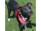 Adopt Josie a Boxer, Pit Bull Terrier