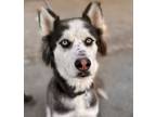 Adopt Sweetie - Foster or Adopt Me! a Husky