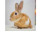 Adopt Clementine a Mini Rex / Mixed rabbit in San Diego, CA (37358554)
