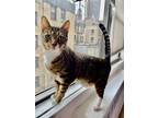 Adopt Arcade YoYo a Brown Tabby Domestic Shorthair (short coat) cat in New York