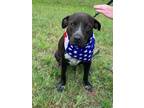Adopt Brinkley a Labrador Retriever / Mixed dog in Gilmer, TX (35068564)