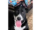 Adopt PEPE a Black - with White Shepherd (Unknown Type) / Border Collie / Mixed