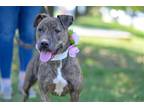 Adopt Lizzie a Brindle Terrier (Unknown Type, Medium) / Mixed dog in Perth