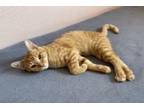 Adopt Cobra and Pleakly a Domestic Short Hair