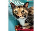 Adopt Kimchee a Domestic Shorthair / Mixed cat in Novato, CA (37612590)