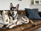 Adopt Asuna - Cross Posting a Siberian Husky / German Shepherd Dog / Mixed dog
