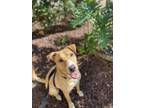 Adopt Vennie a American Pit Bull Terrier / Mixed dog in San Diego, CA (37598118)