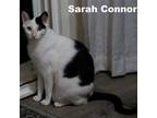 Adopt Sarah Conner (HM) a Black & White or Tuxedo Domestic Shorthair / Mixed