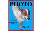 Adopt Zane a Merle Australian Cattle Dog / Mixed dog in Orange Grove