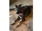 Adopt Macy a Black - with White German Shepherd Dog / Mixed dog in Montgomery