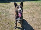 Adopt HUNTER a Brown/Chocolate Dutch Shepherd / Border Collie / Mixed dog in