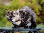 Adopt HERMIONE a Calico or Dilute Calico Calico / Mixed cat in Sussex