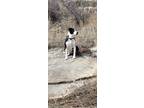 Adopt Cecelia a Black - with White Mixed Breed (Large) / Mixed dog in Fort