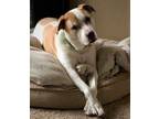 Adopt King a White - with Brown or Chocolate Pit Bull Terrier / American Pit