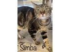 Adopt Simba a Brown Tabby Domestic Shorthair (short coat) cat in Surrey