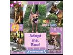 Adopt Roo a Tan/Yellow/Fawn Black Mouth Cur / Shepherd (Unknown Type) / Mixed