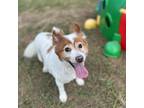 Adopt Zoey Brooks a White - with Tan, Yellow or Fawn Collie / Terrier (Unknown