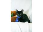 Adopt Persimmon a All Black Domestic Shorthair / Mixed (short coat) cat in
